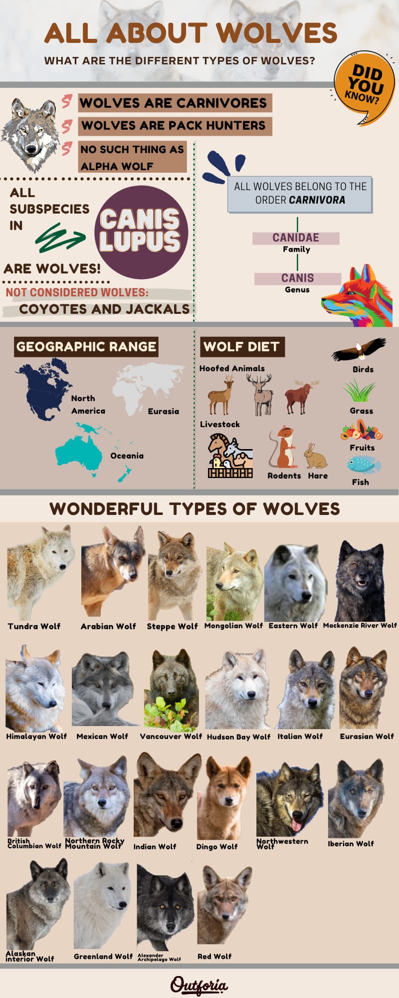 Infographic about types of wolves