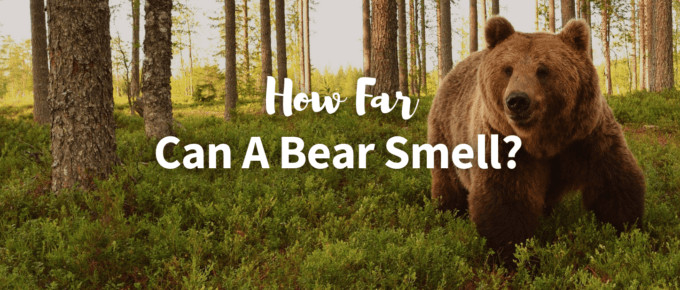 How far can a bear smell featured photo
