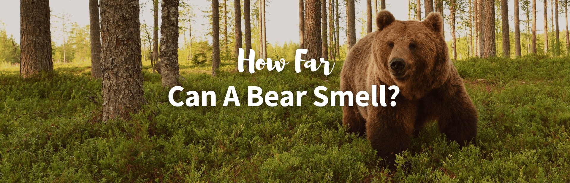 How Far Can A Bear Smell?
