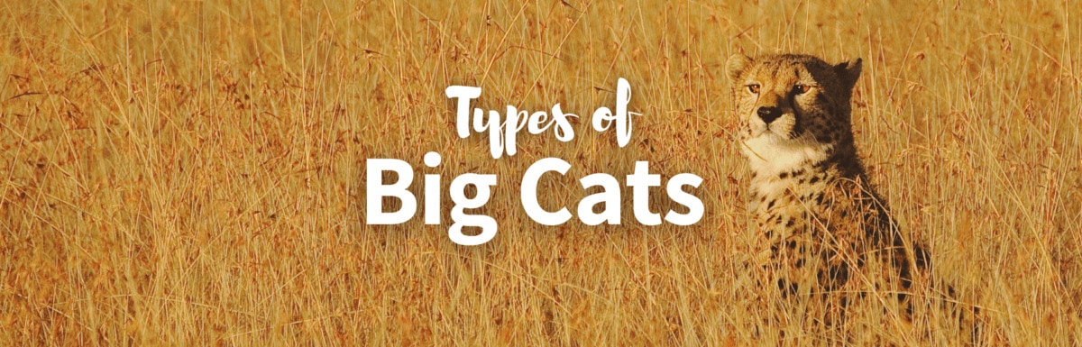 Types of big cats featured image