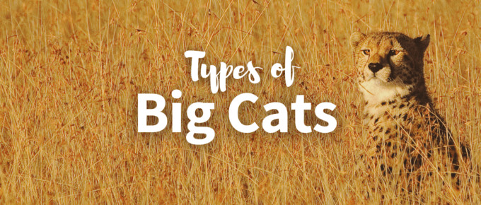 Types of big cats featured image