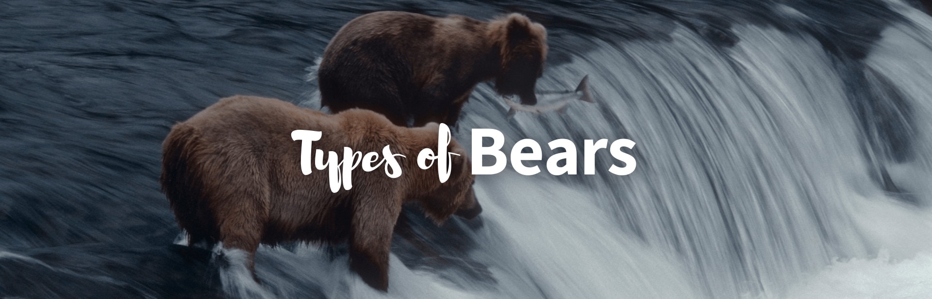 The 8 Different Types of Bears: Facts, Pictures and More