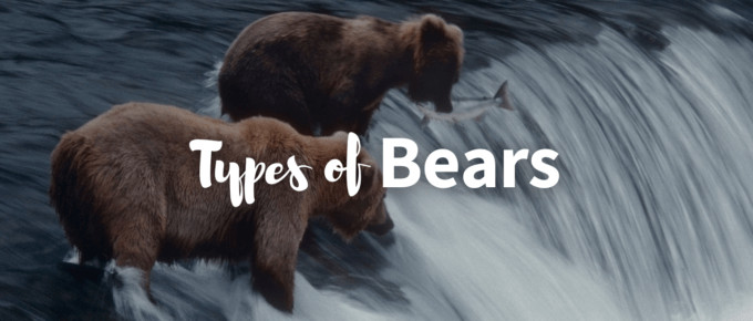 Types of bears featured image