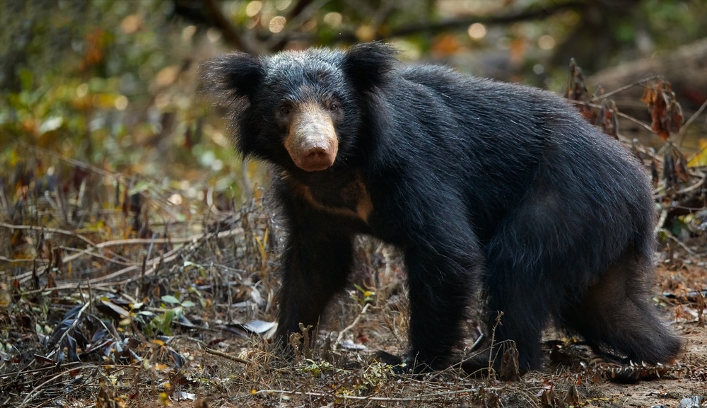  Sloth Bear (Melursus ursinus)