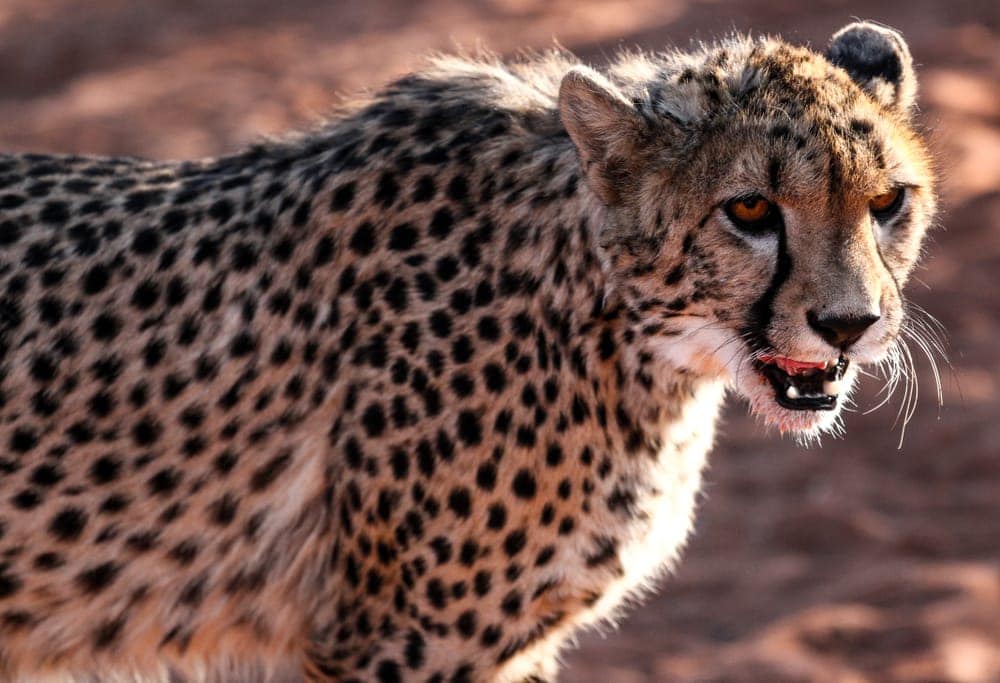 Acinonyx jubatus hecki also known as norhwest african cheetah