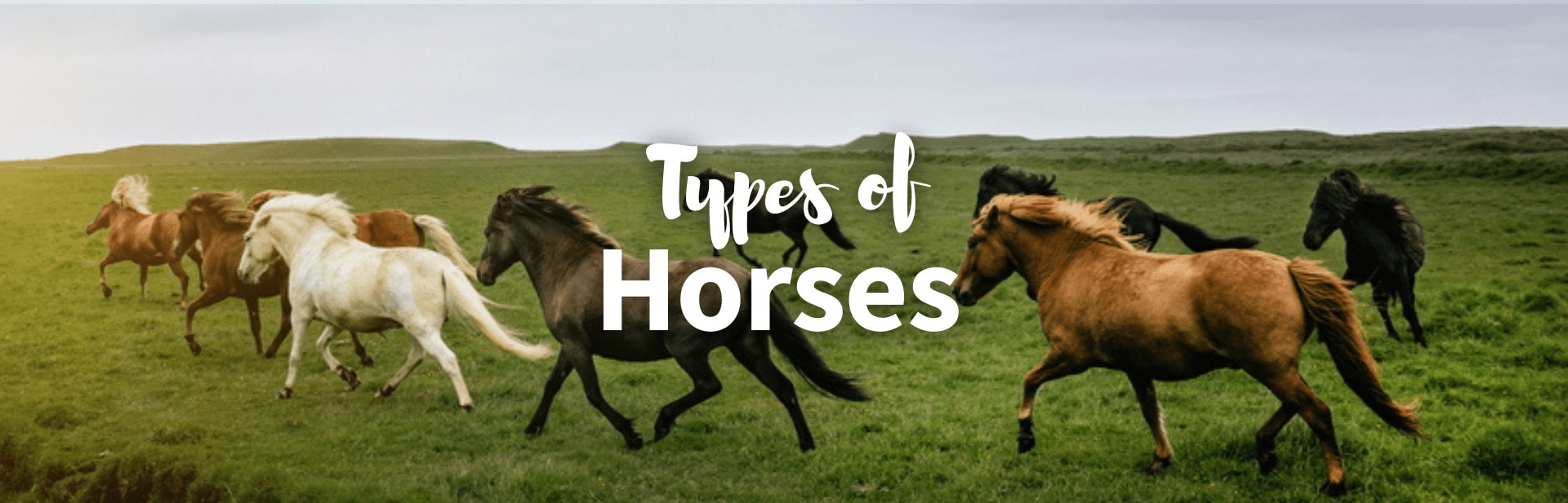All Types of Horses: From the Wild to Domesticated