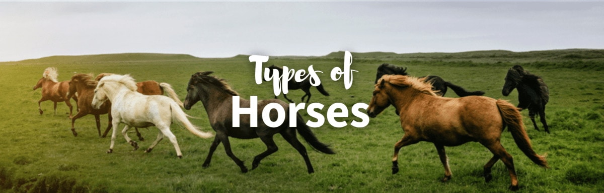 Types of horses featured image
