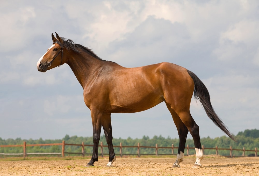Westphalian horse in a meadow