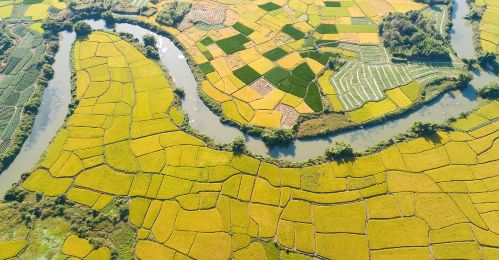 yellow fields landform on either side of the river 