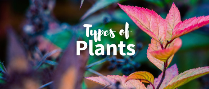 Types of plants featured photo