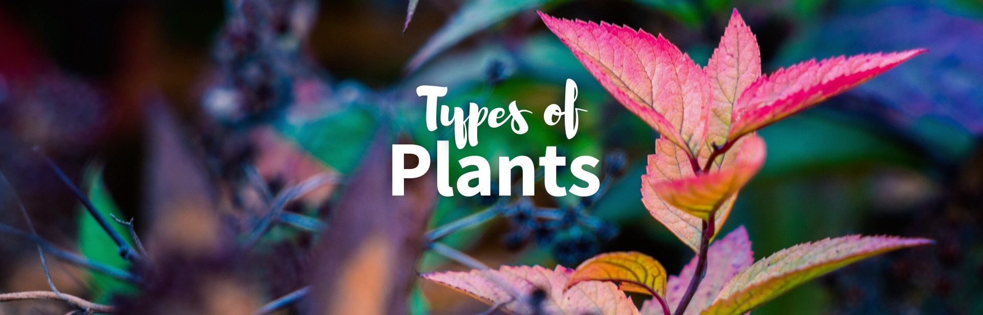 21+ Types of Plants: From the Dinosaur Age to the Present (ID Guide, Pictures, and Facts)