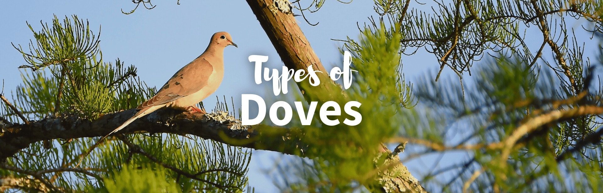 All the 344 Different Types of Doves: Pictures, Chart and Classification