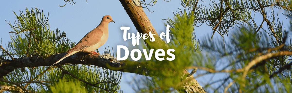 Types of doves featured photo