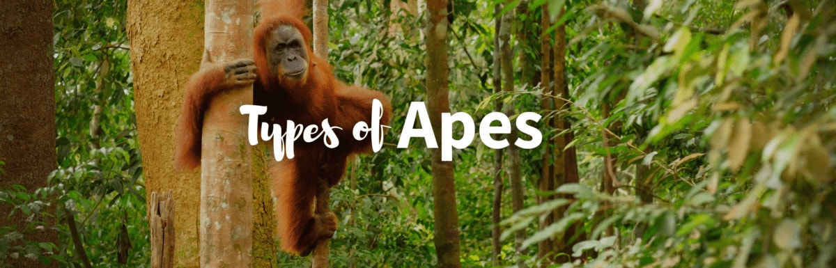 Types of apes featured photo