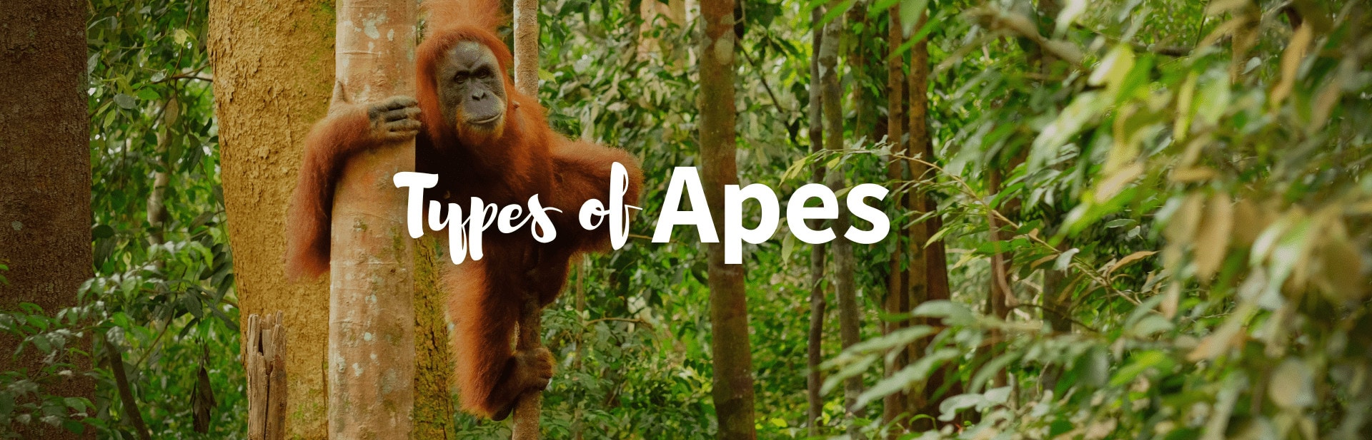 All The 26 Different Types of Apes: Pictures, Classification and Chart