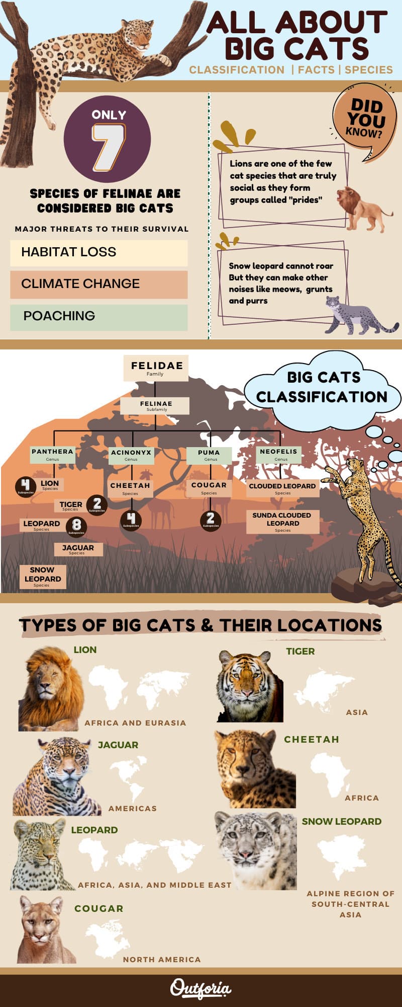 chart about big cats with names, classification, and facts
