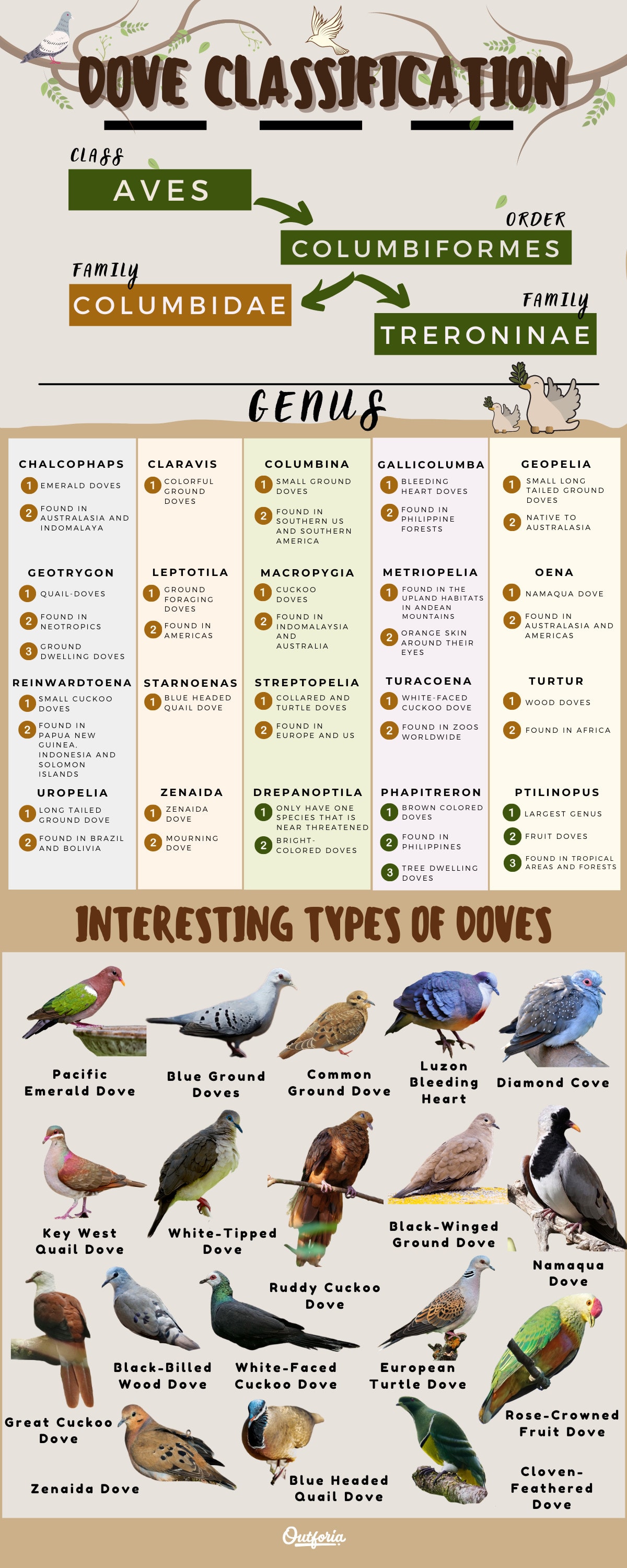 Dove species infographic