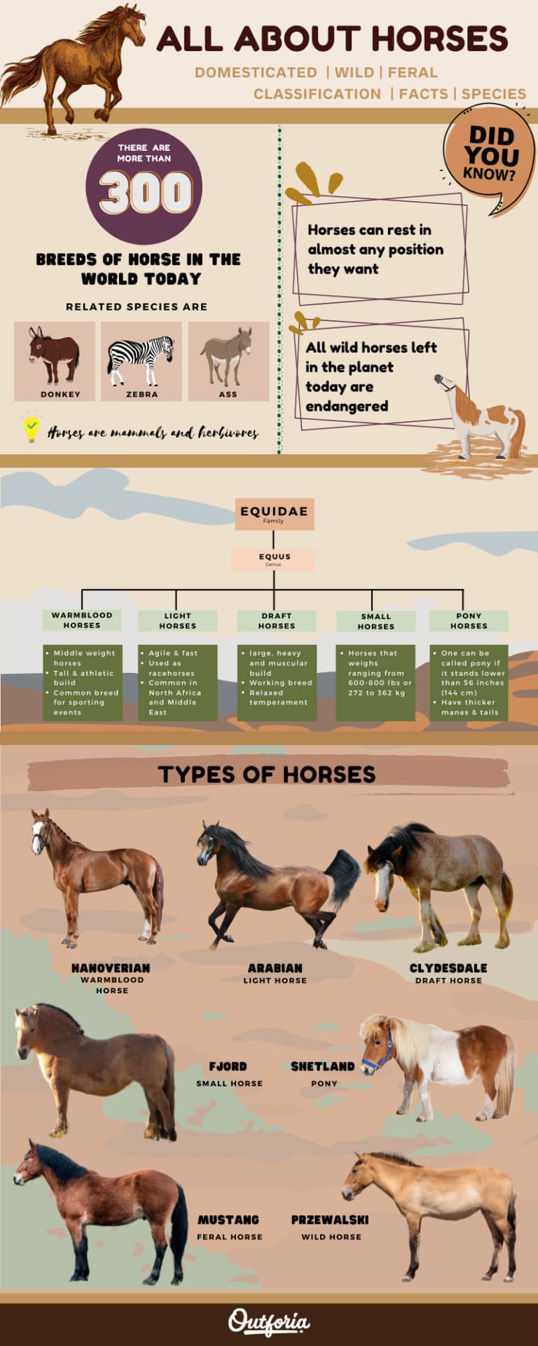 All Types of Horses From the Wild to Domesticated
