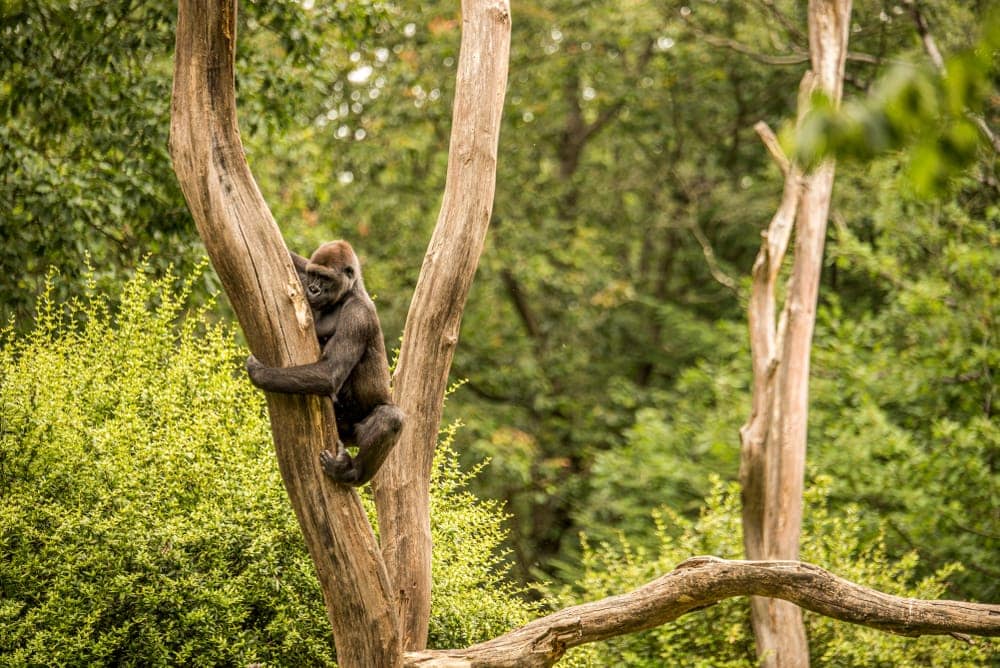 ape hugging a tree