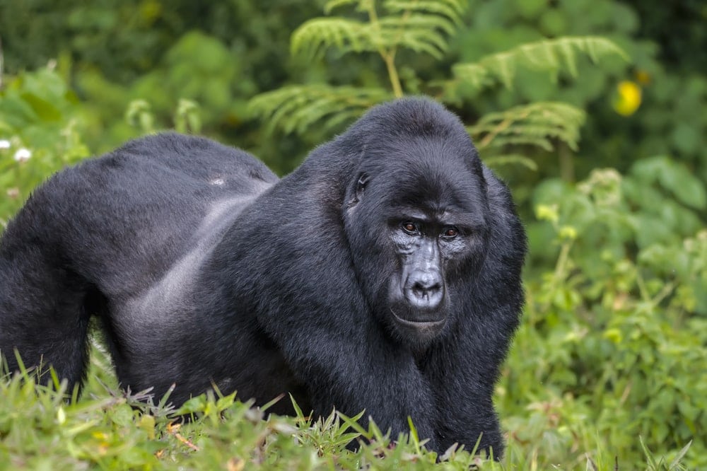 Eastern gorilla (Gorilla beringei)