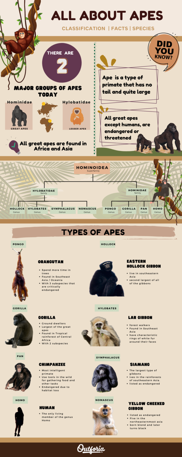All The 26 Different Types of Apes: Pictures, Classification and Chart ...