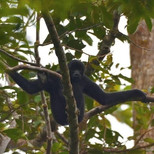 Kloss's gibbon sitting on a tree branch
