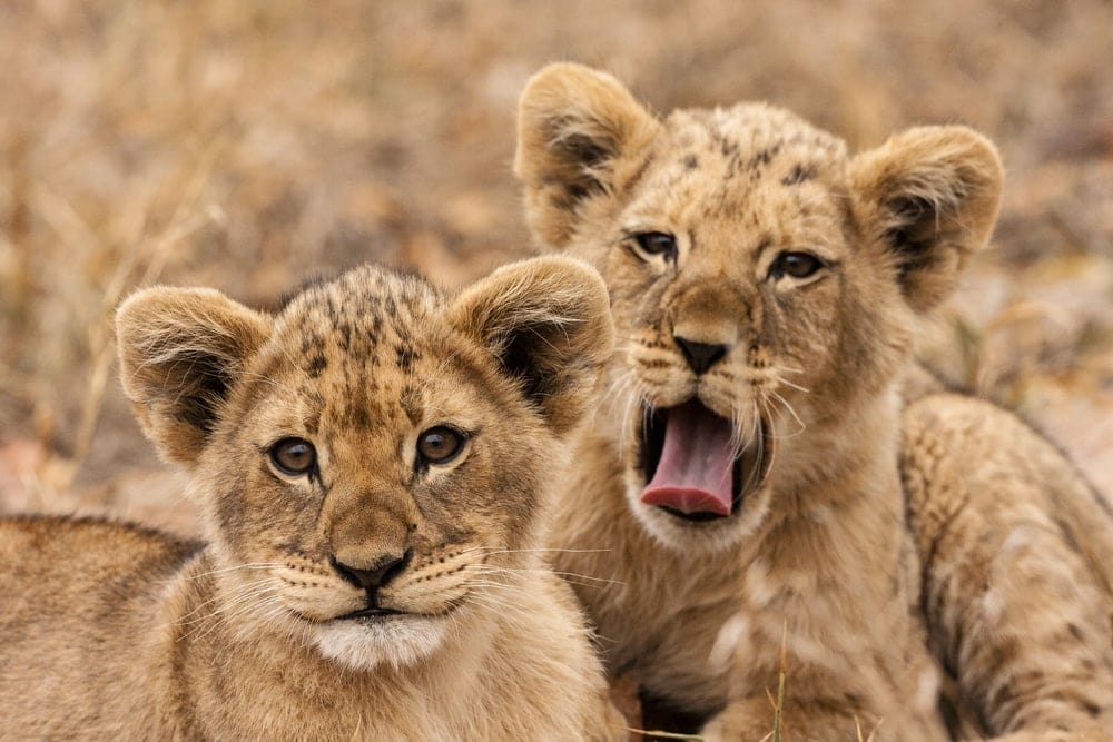 two cubs looking at camera
