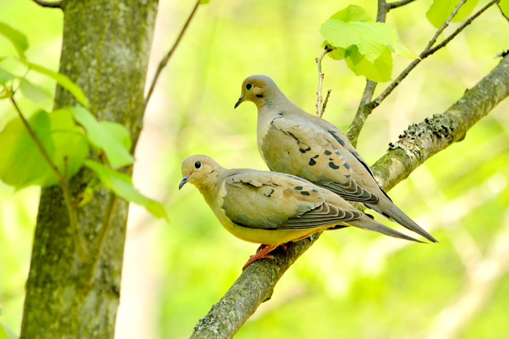 Coupld doves perched on a tree branch