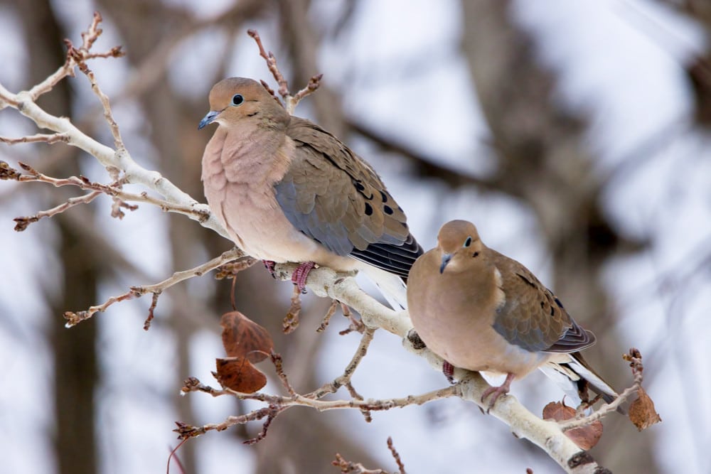 Two doves on winter