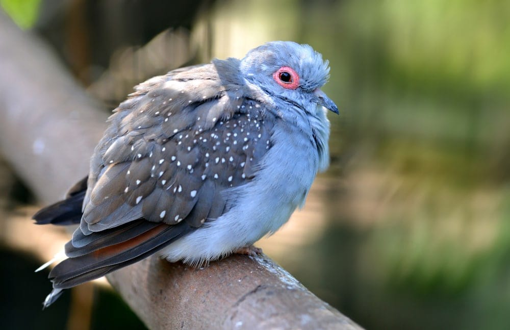 Diamond Dove (Geopelia cuneata)