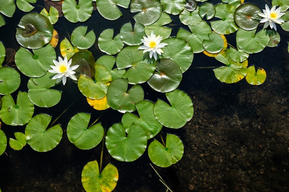 Order Nymphaeales (water lilies)