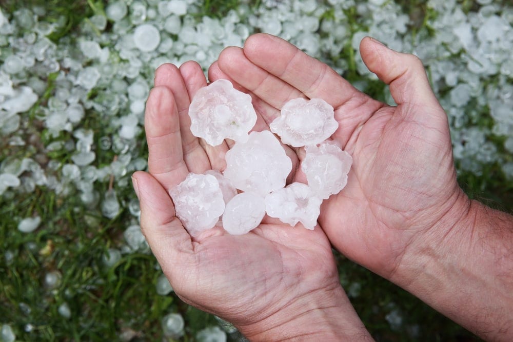 Hail in hands after hailstorm