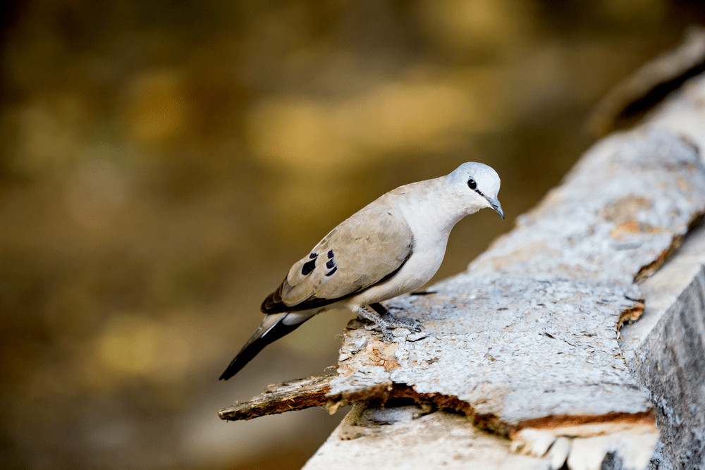 Tambourine Dove (Turtur tympanistria)
