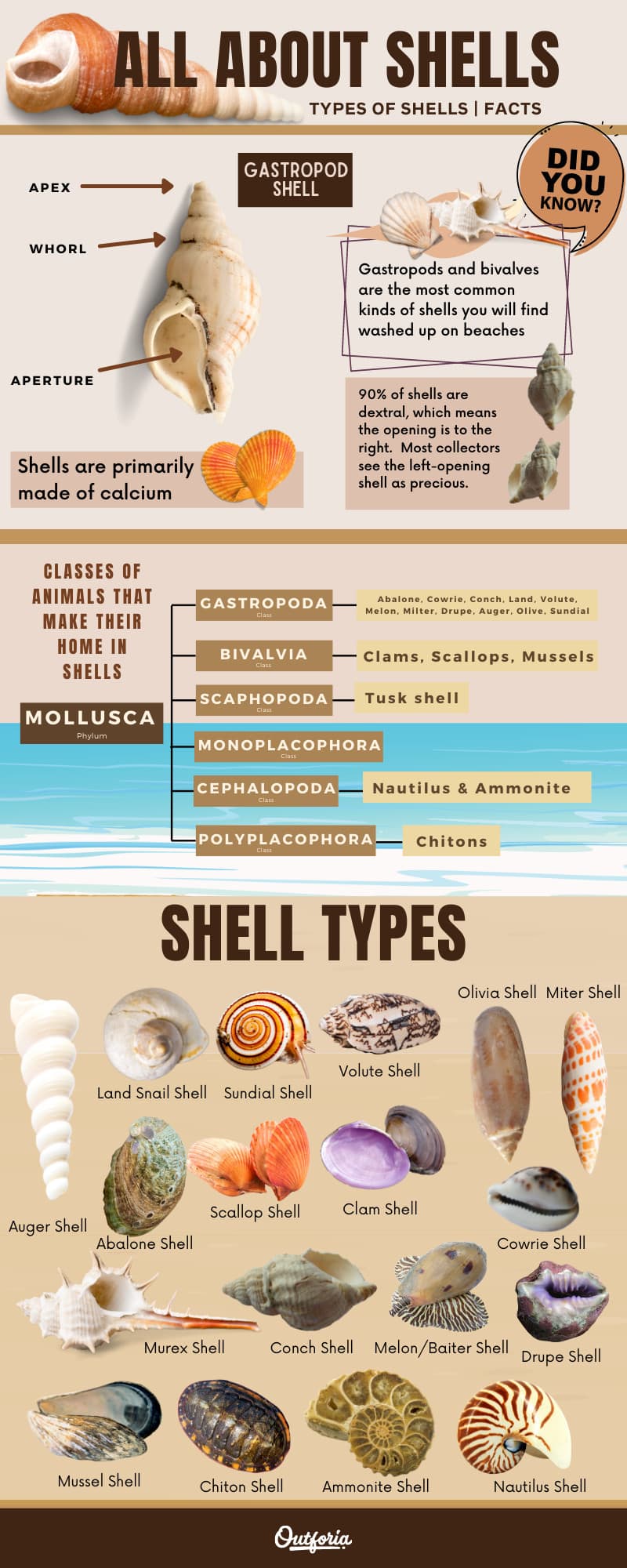 Types of Shell Infographic