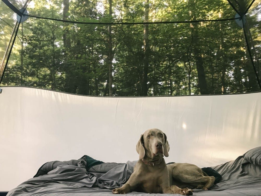 Dog sitting on an air mattress inside a camping tent
