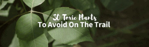 Toxic plants featured image