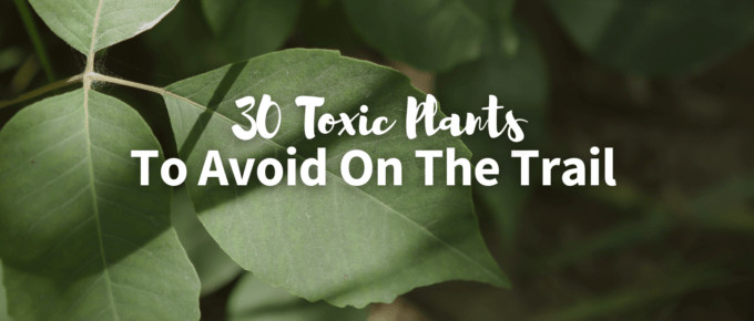 Toxic plants featured image