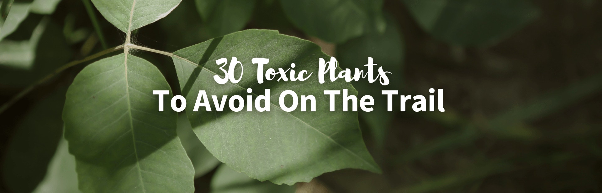 Toxic Plants That Look Like Food: 30 Plants You Need To Know