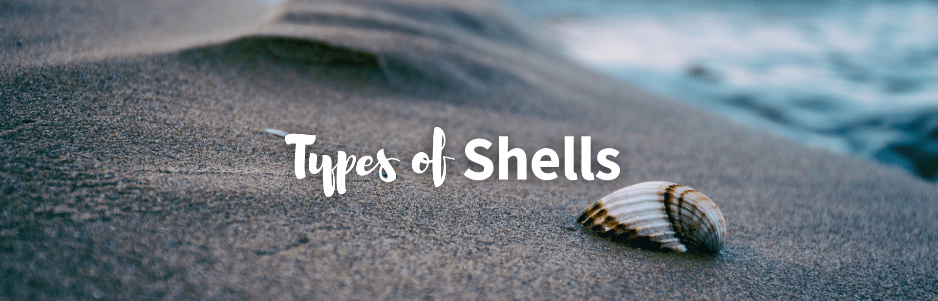 Types of Shells to Find on Beaches Around the World: Facts, Chart and Pictures