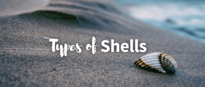 Types of shells featured photo