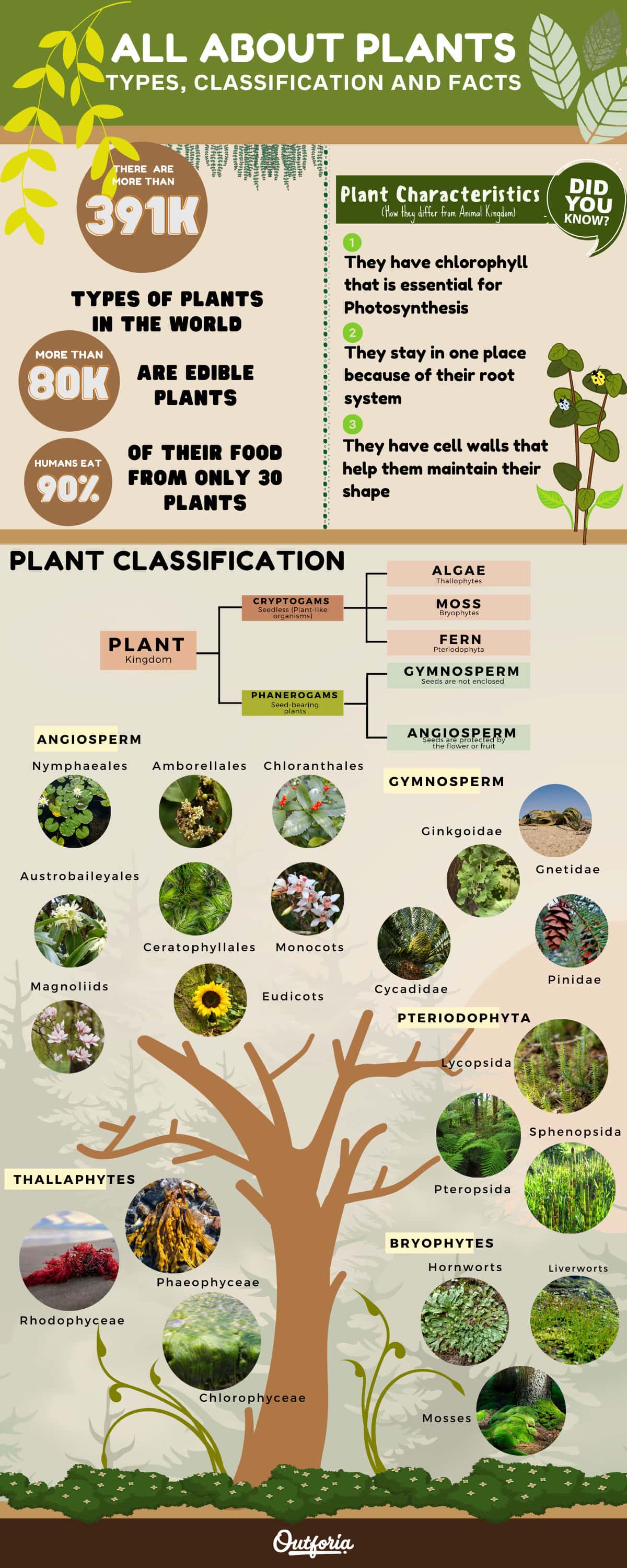 Infographic about different types of plants