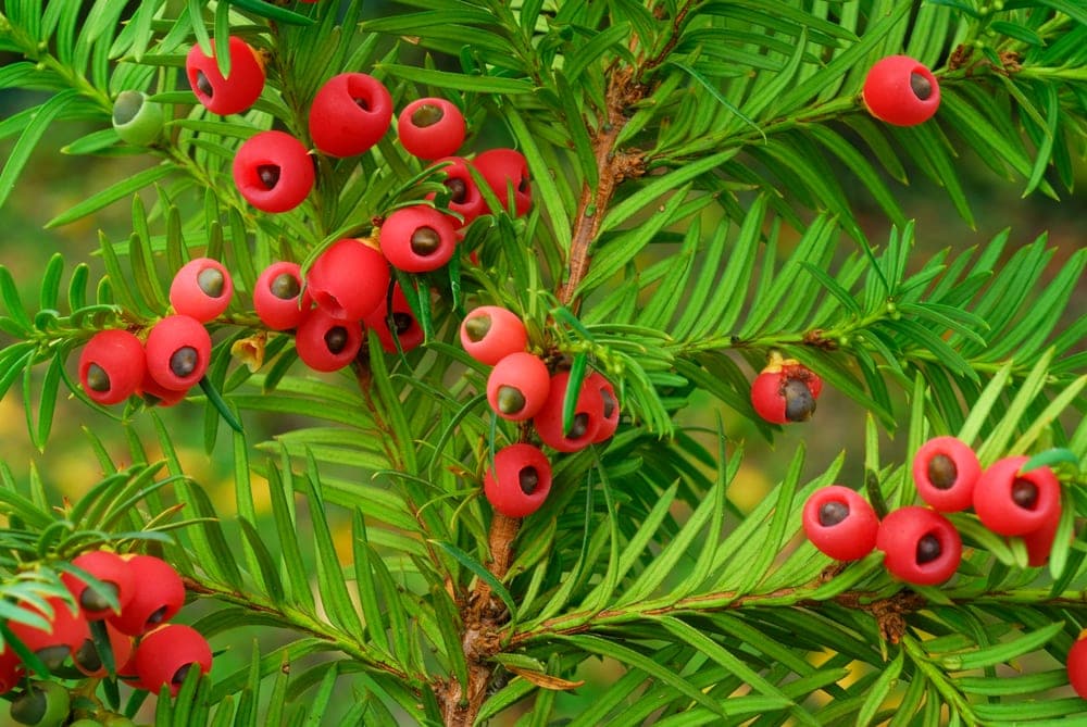 Yew (Taxus baccata)