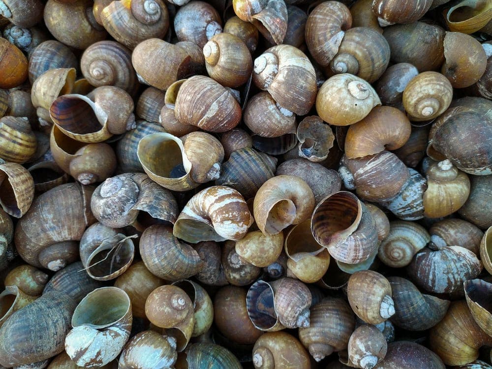 Gastropoda (Gastropod), snail shell