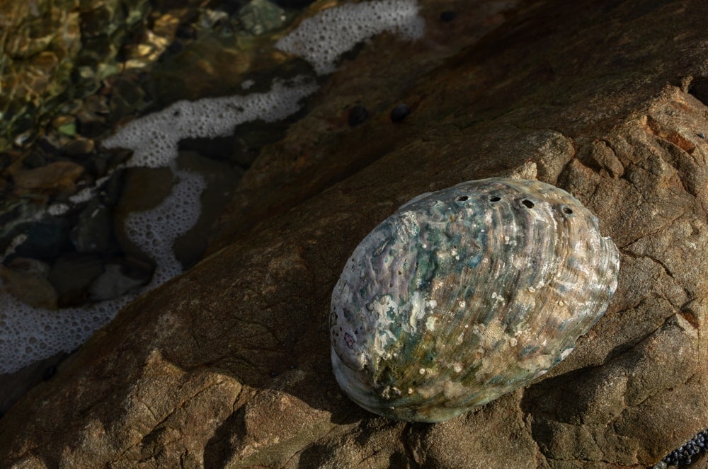 Abalone shell (Paua shell)