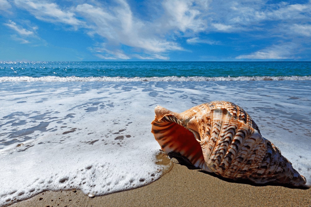 conch shell under blue sky on the beach