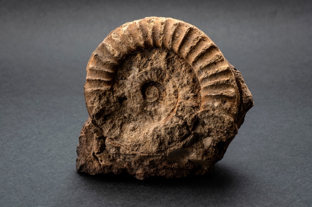 ammonite 