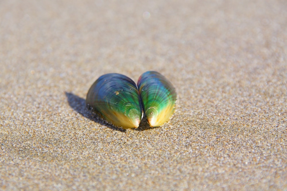 mussel or mussel shell (New Zealand Green-lipped mussel)