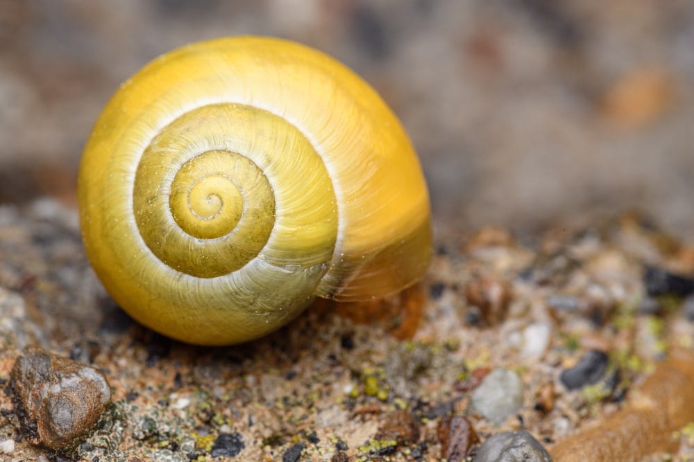 Land Snail (White-lipped snail)