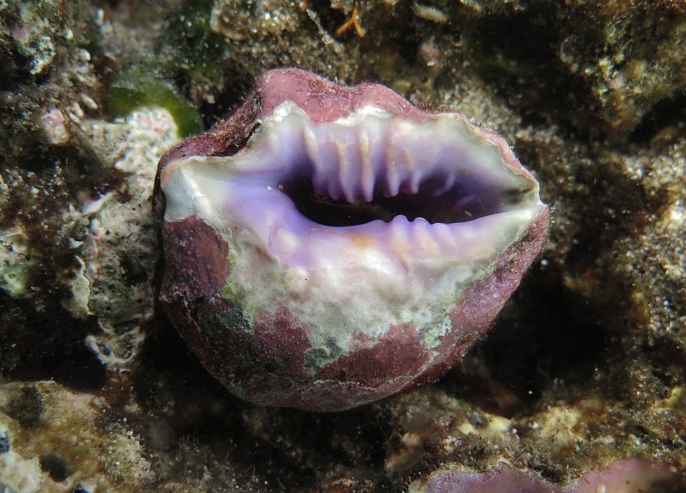 Drupe shell ((Drupa morum)
