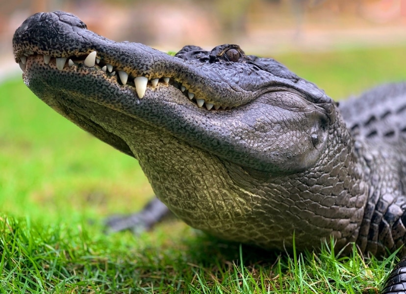 Foto di un alligatore